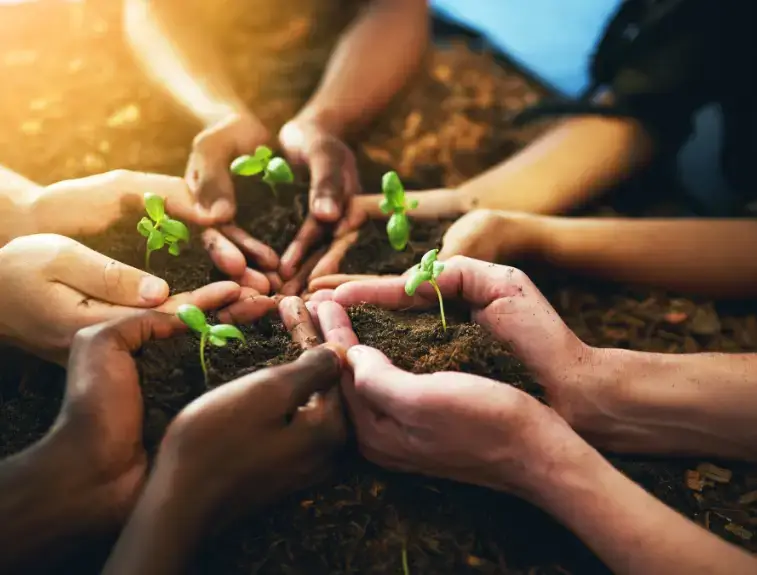 mãos Segurando mudas de plantas